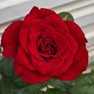 Plateau Red Rose
