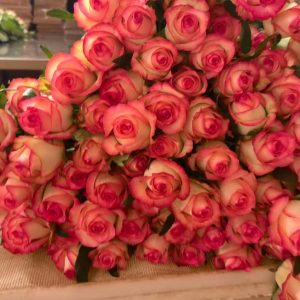 Chinese flowers；Elsa Rose